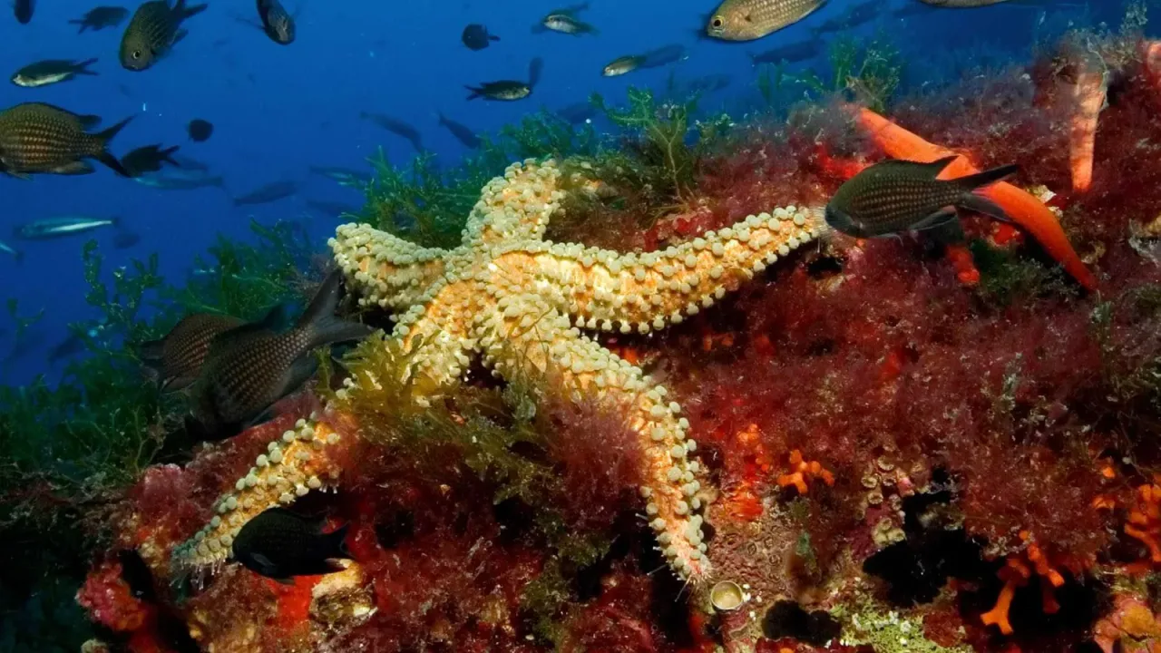 Submarinisme
