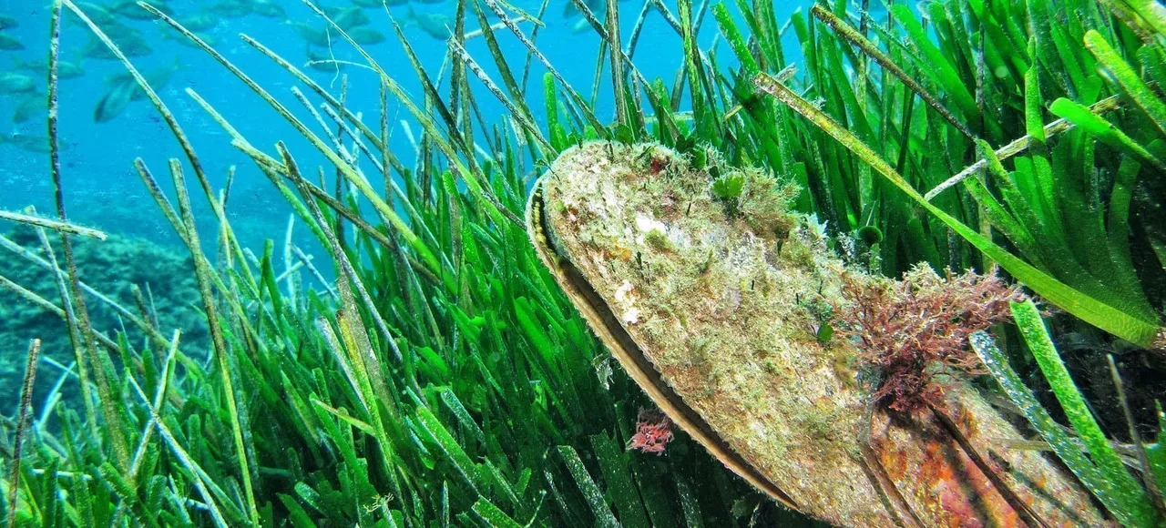 Posidonia
